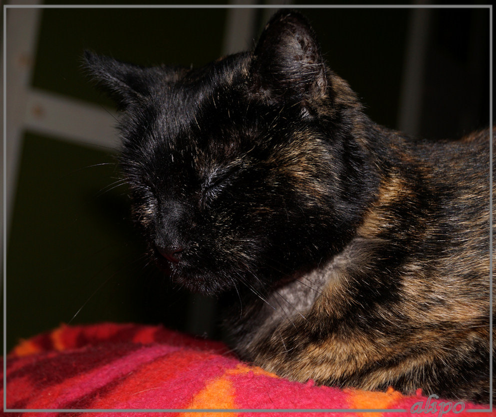 30-8-2016: Aan haar gebit geholpen en nog wat dizzy